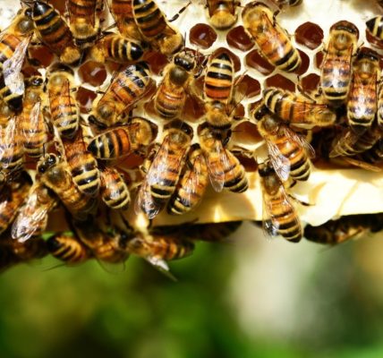 Las abejas están protegidas por Ley en Guanajuato