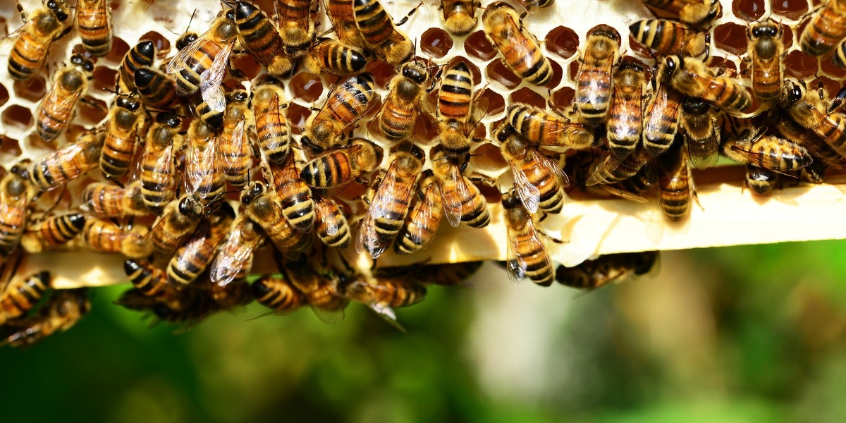 Las abejas están protegidas por Ley en Guanajuato