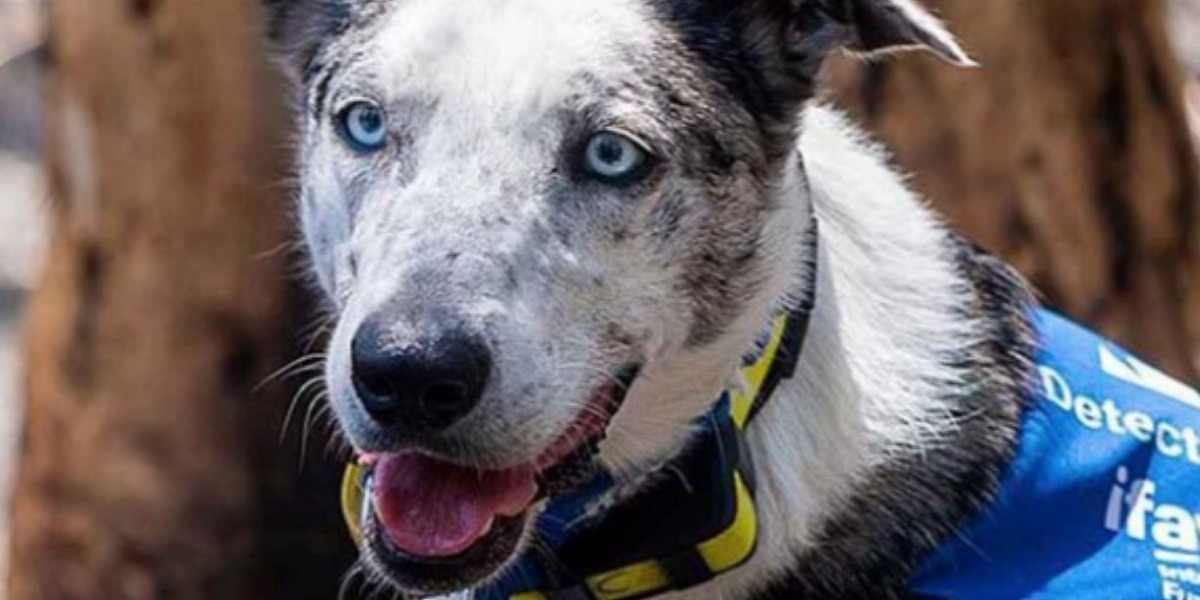 “Oso”, un perrito abandonado y que es obsesivo compulsivo, apoya en las labores de rescate de koalas de los incendios forestales en Australia