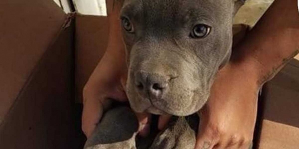 Esto es lo más triste que verás hoy: Andrés le dejó un peluche a su perrito para que nunca lo olvide