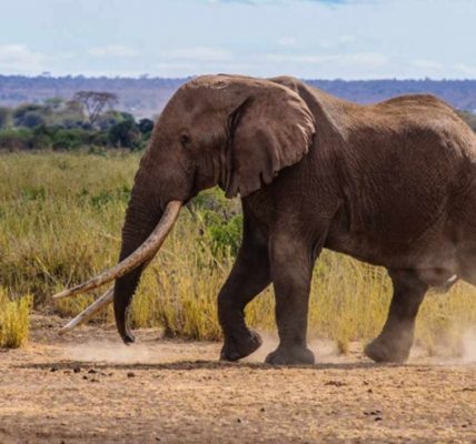 Muere uno de los pocos elefantes de colmillos gigantes que quedaban