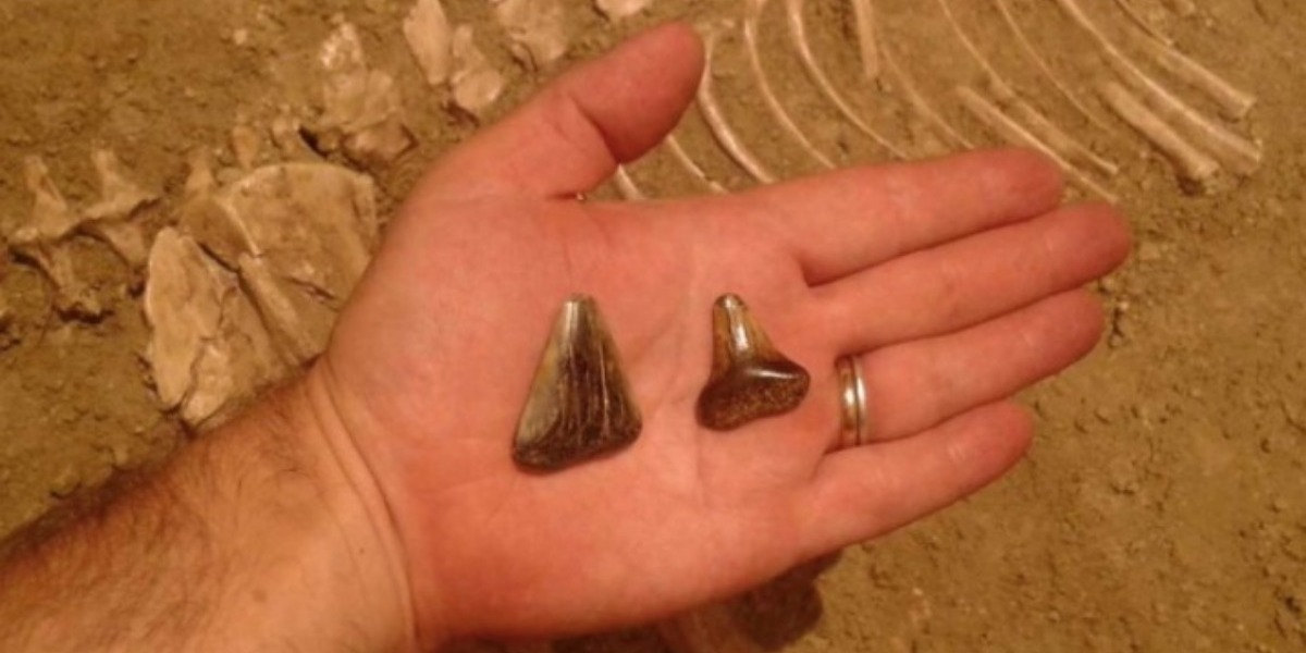 Encuentran fósiles de un tiburón de hace 10 mil años