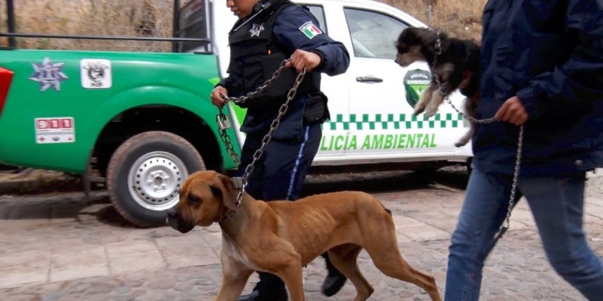 El rescate de las perritas se llevó a cabo con éxito, las dos presentaban signos de evidente maltrato y desnutrición; serán puestas en adopción