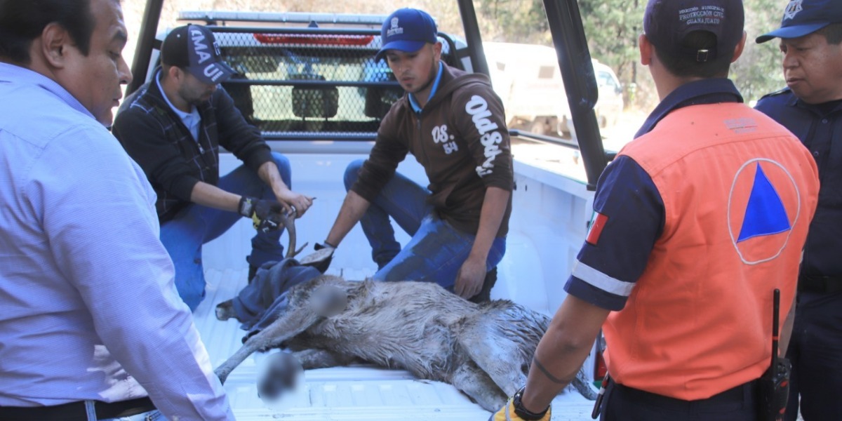 El rescate comenzó a las 10 de la mañana, tras reportarse que el venadito había caído desde la parte alta de un cerro, atorándose entre las piedras y ramas