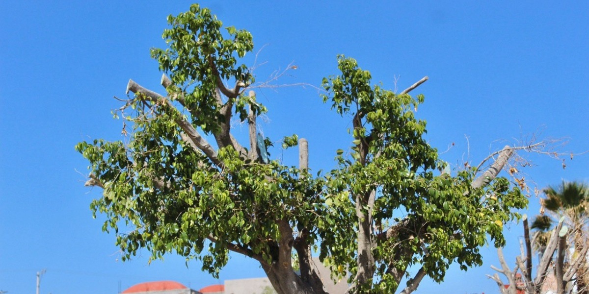 Los 32 árboles trasplantados en diferentes puntos del municipio que se encontraban en la avenida Guadalupe, siguen retoñando.