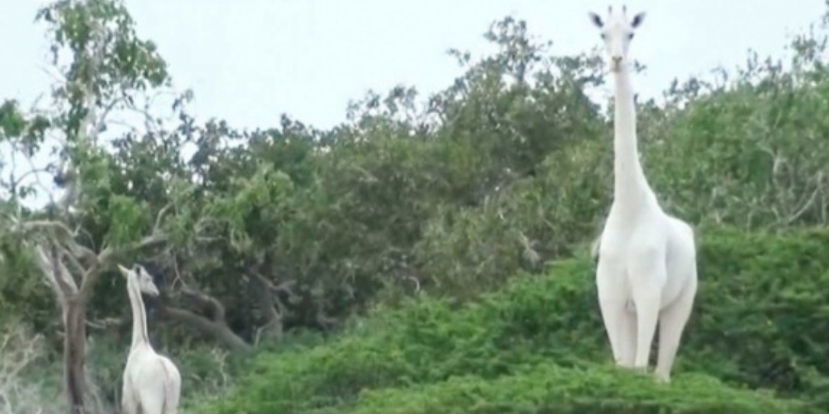 Los cadáveres de la mamá y la cría fueron hallados en estado esquelético en Garissa, Kenia; ahora solo queda un macho solitario