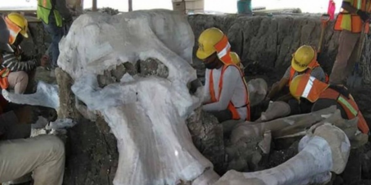 Hallan restos de 60 mamuts en Aeropuerto de Santa Lucía