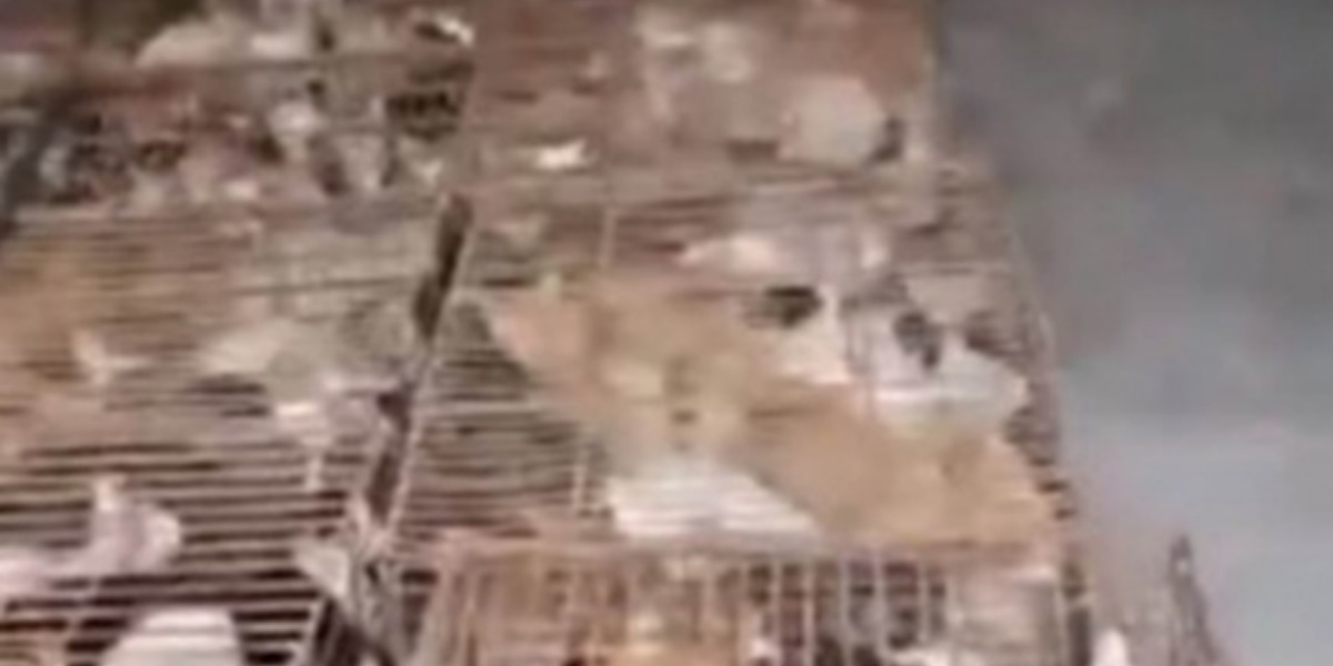 En un video que se difundió en redes sociales se ve cómo llegan elementos de Policía para atender el reporte y rescatar a los gatitos.