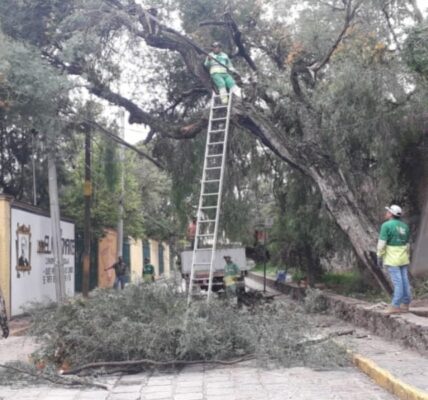 Rescata la Dirección de Medio Ambiente y Sustentabilidad árboles de 200 y 250 años de antigüedad, en la colonia Guadiana