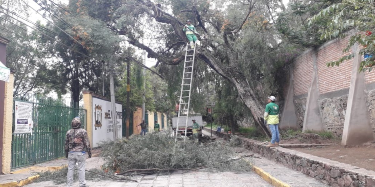 Rescata la Dirección de Medio Ambiente y Sustentabilidad árboles de 200 y 250 años de antigüedad, en la colonia Guadiana