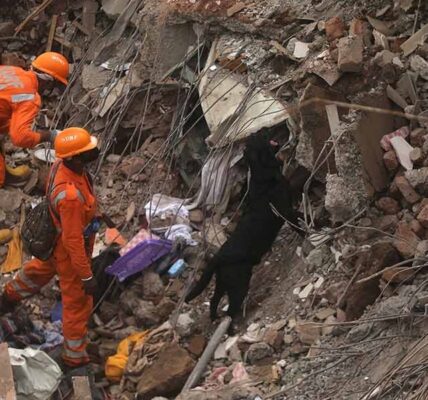 Con ayuda de perros entrenados, los cuerpos de rescate ya lograron la recuperación de 11 cuerpos, y un niño vivo de cuatro años