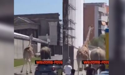 Elefante y jirafa escapan de set de grabación