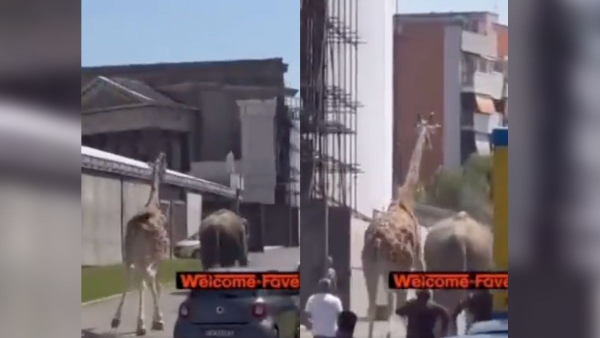 Elefante y jirafa escapan de set de grabación