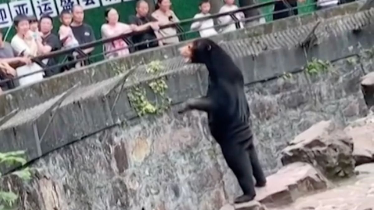 oso humano disfrazado