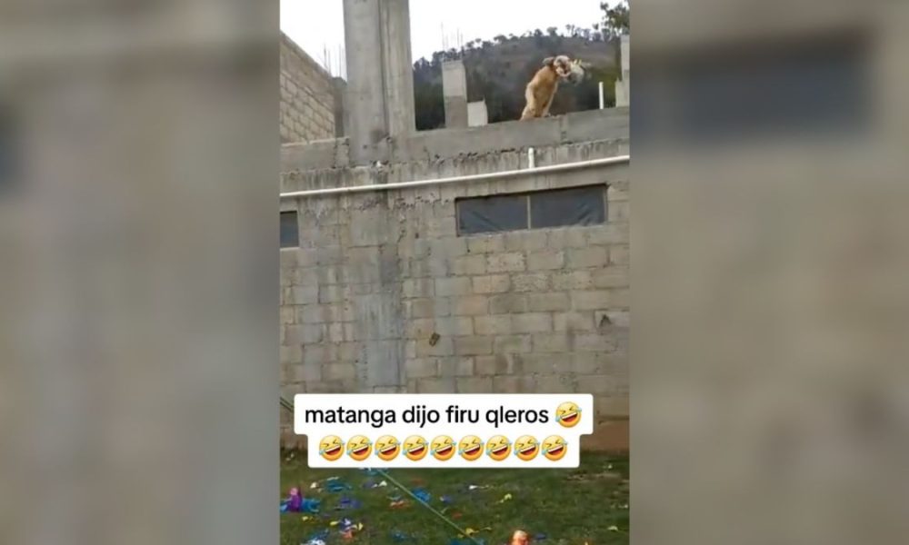 perrito se roba piñata