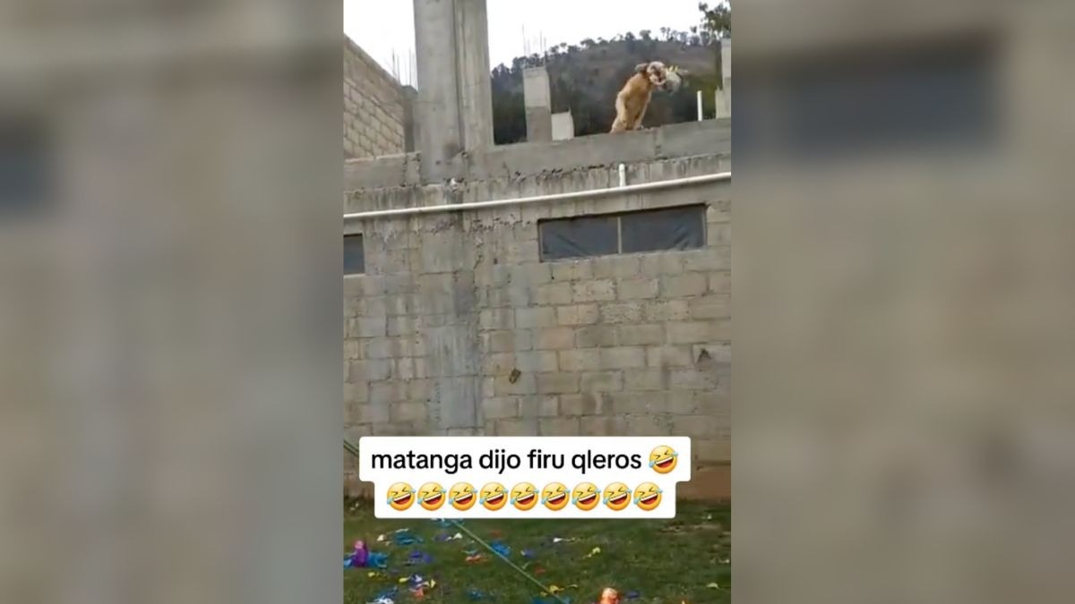 perrito se roba piñata
