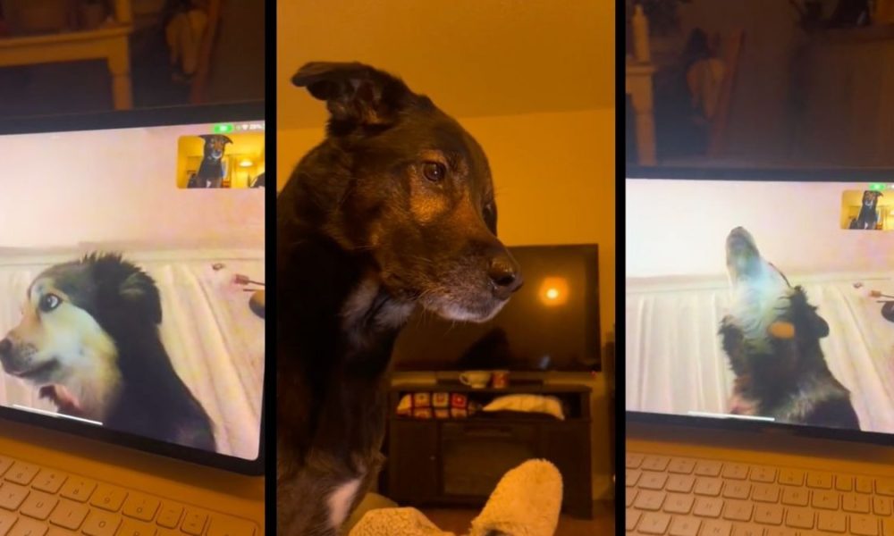 amistad virtual de perritos