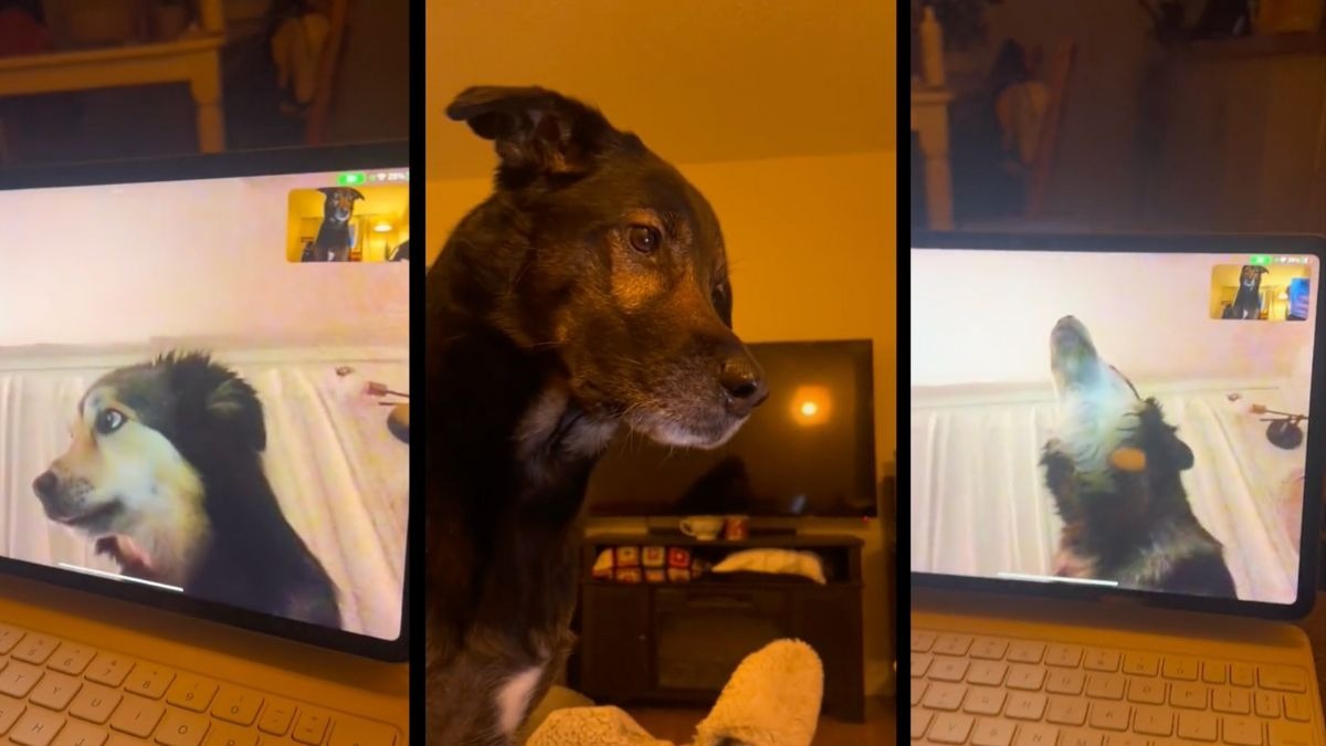 amistad virtual de perritos