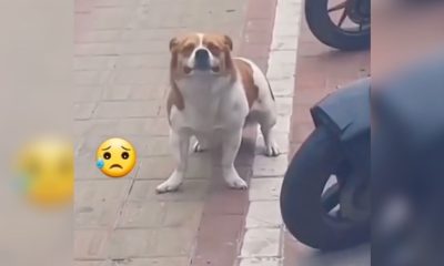 La desgarradora reacción de un perrito al ser abandonado