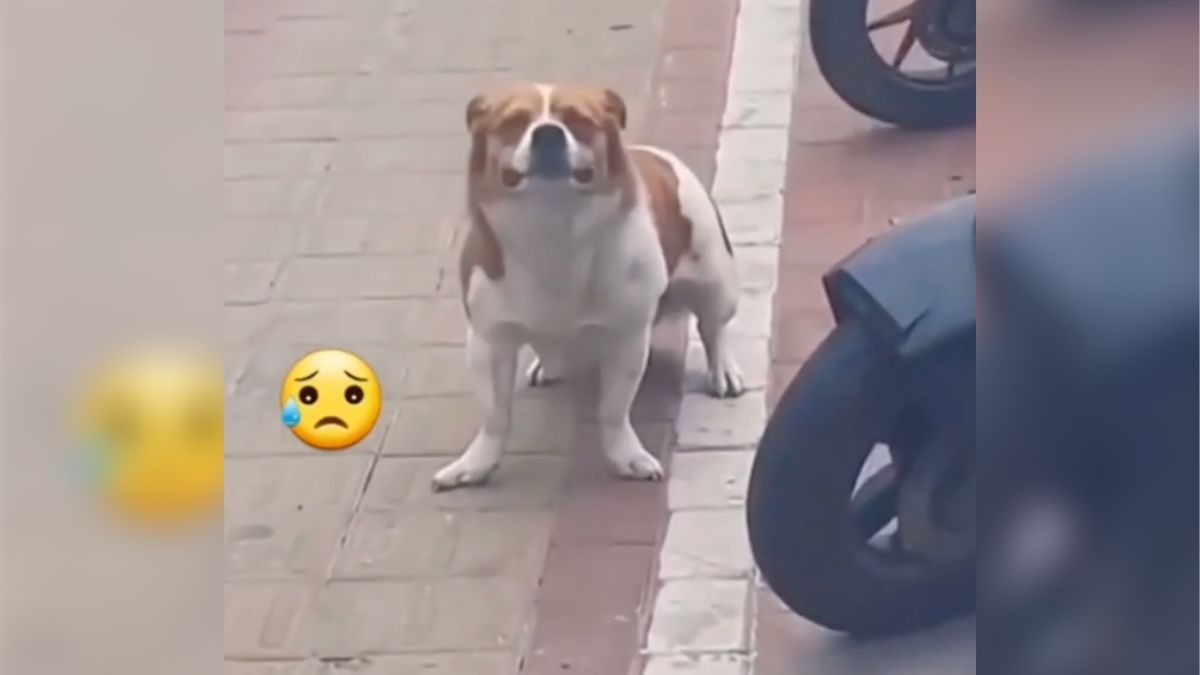 La desgarradora reacción de un perrito al ser abandonado
