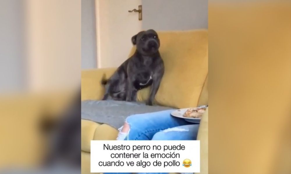 perrito con pasión desenfrenada por el pollo