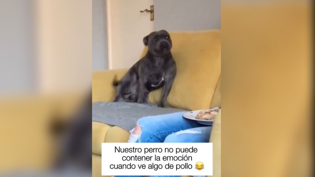 perrito con pasión desenfrenada por el pollo