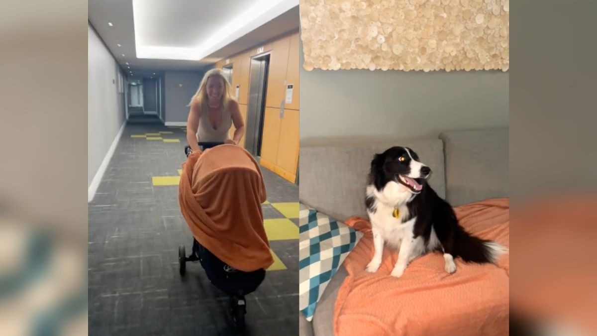 No se aceptaban mascotas en su departamento, pero así le hizo para meter a su perrito