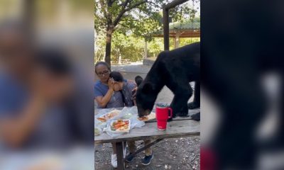 Oso parque de chipinque