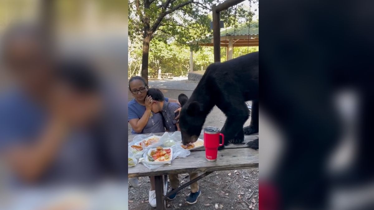 Oso parque de chipinque