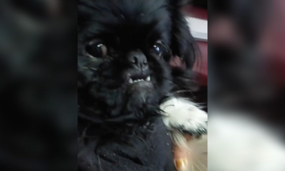 Perrito vampiro drácula