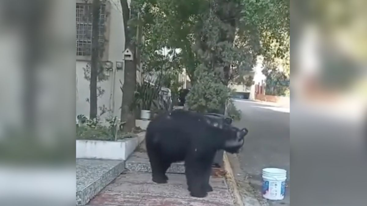 Familia adopta oso en Monterrey