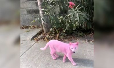 Gatito color rosa en la calle