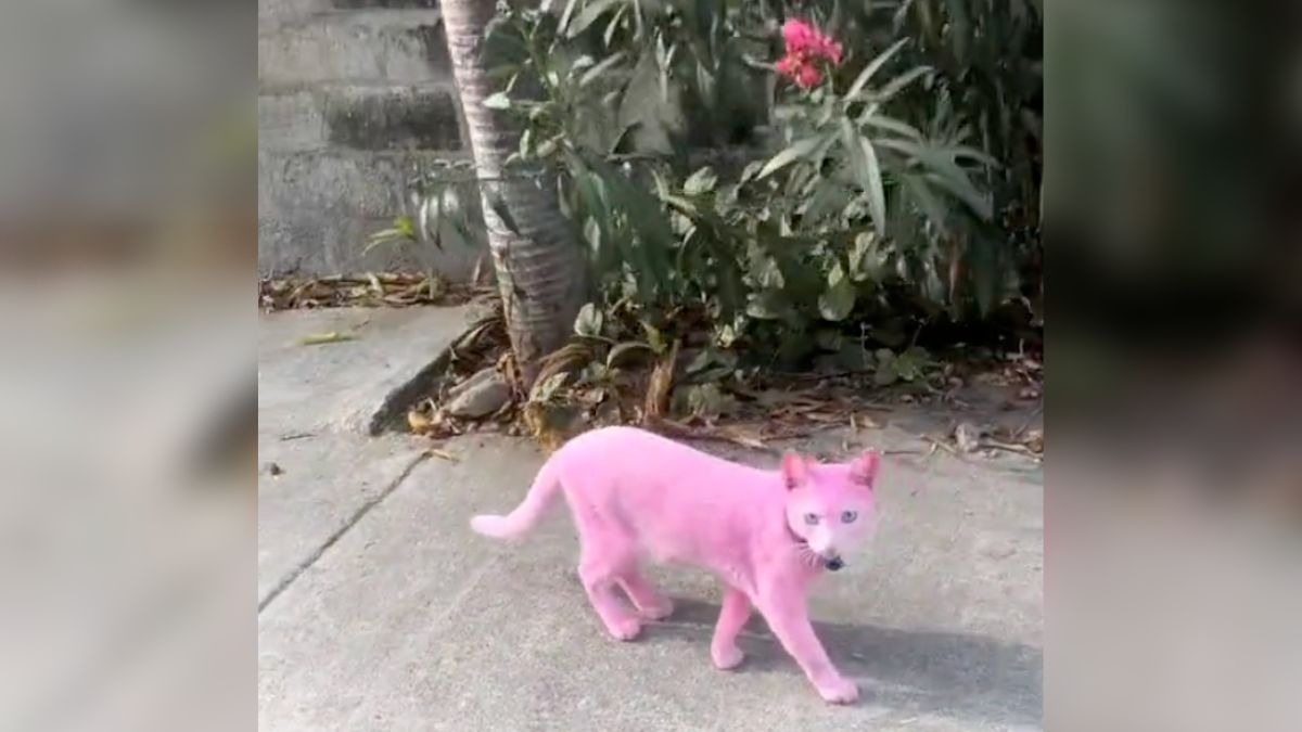 Gatito color rosa en la calle