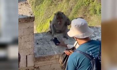 Mujer negocia con mono por su celular