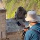 Mujer negocia con mono por su celular