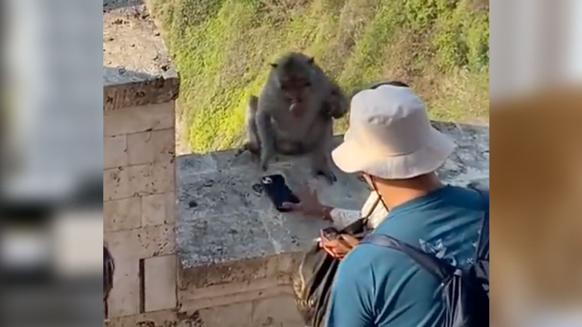 Mujer negocia con mono por su celular