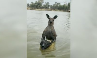 pelea con un canguro por su mascota