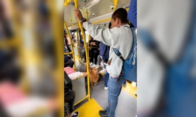 Perrito hace operaciones matemáticas en el camión