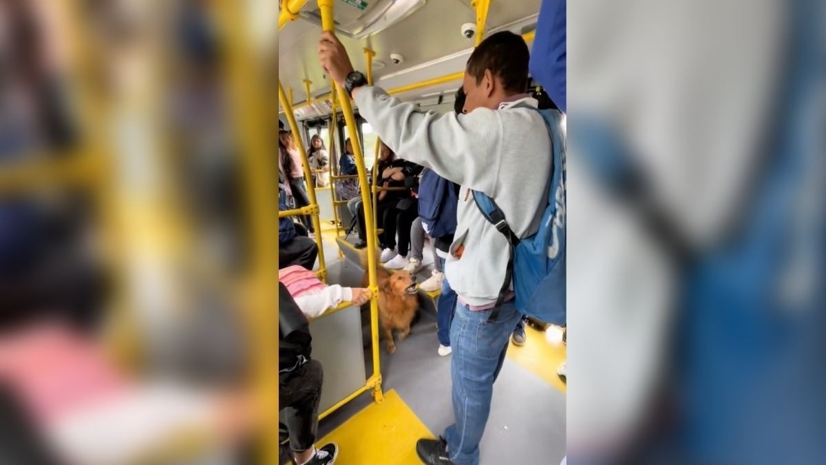 Perrito hace operaciones matemáticas en el camión