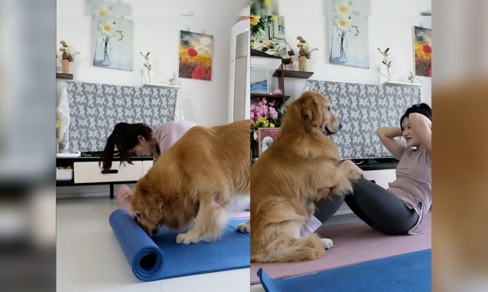 Perrito que hace yoga