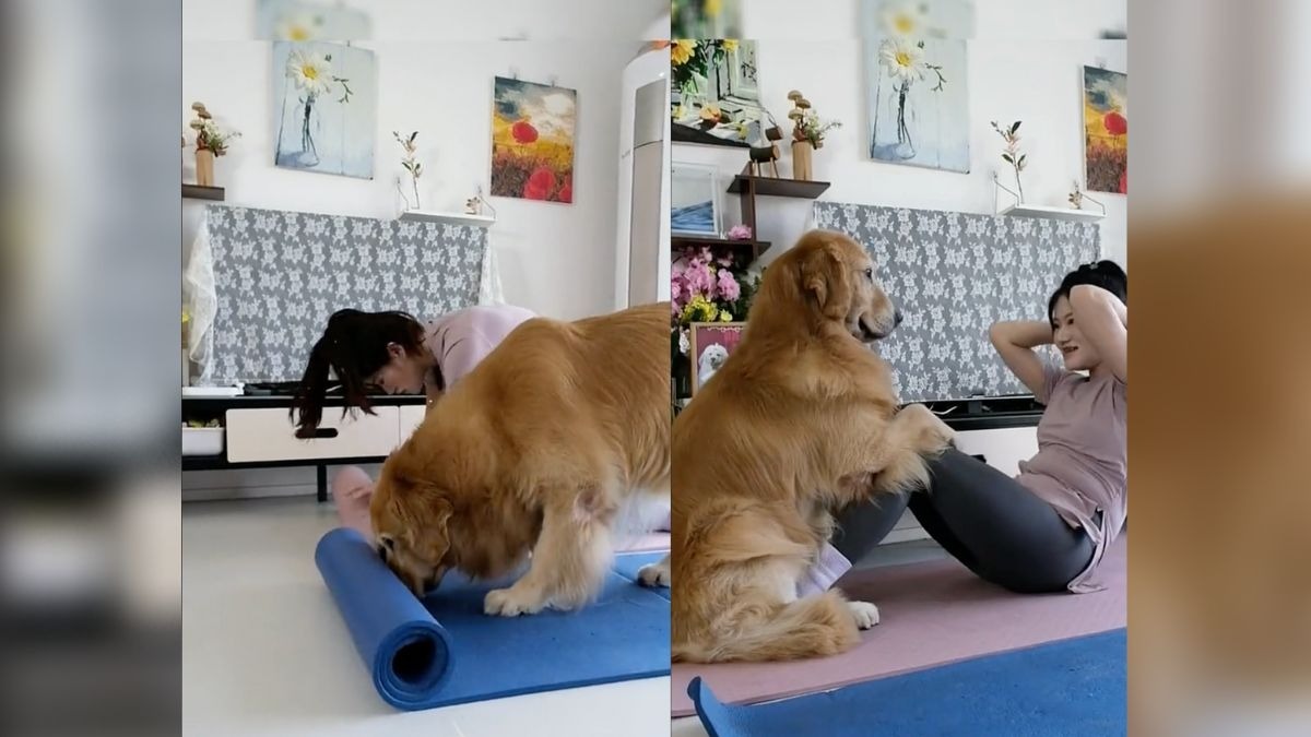 Perrito que hace yoga