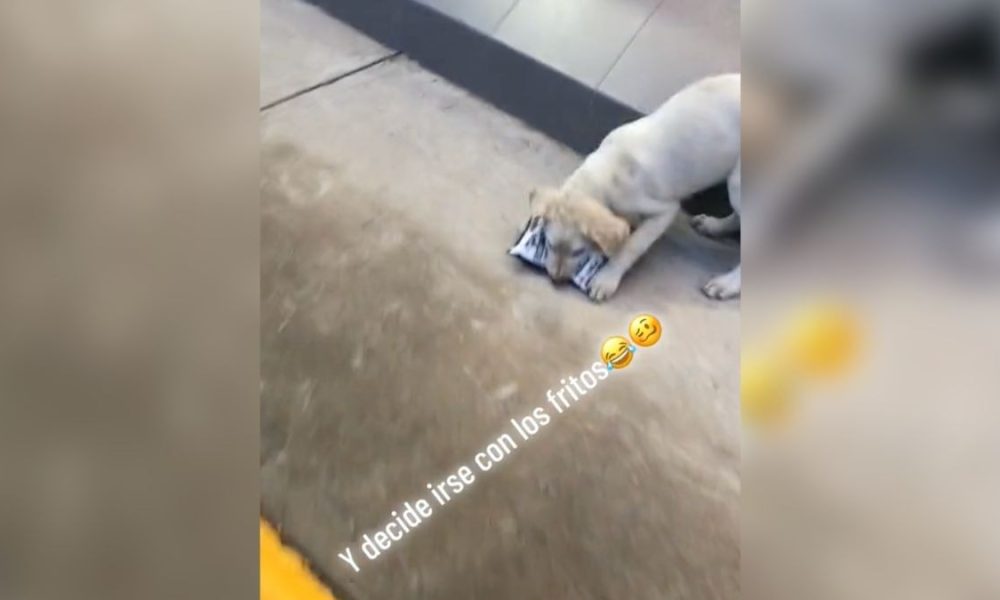 Perrito roba papitas de una tienda