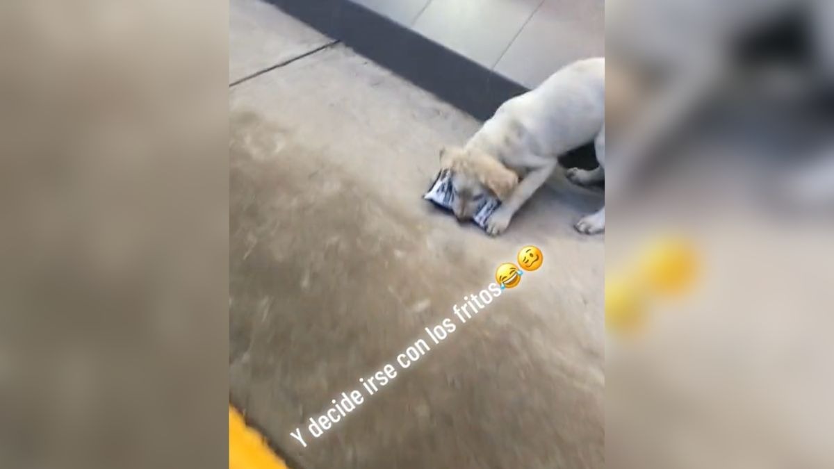 Perrito roba papitas de una tienda