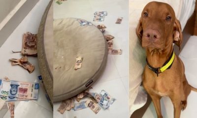 Perrito se come ahorros de su dueña