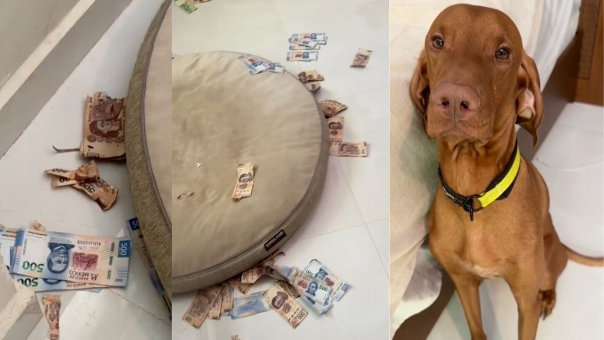 Perrito se come ahorros de su dueña