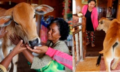 Abuelita se casa con una vaca porque es su esposo reencarnado