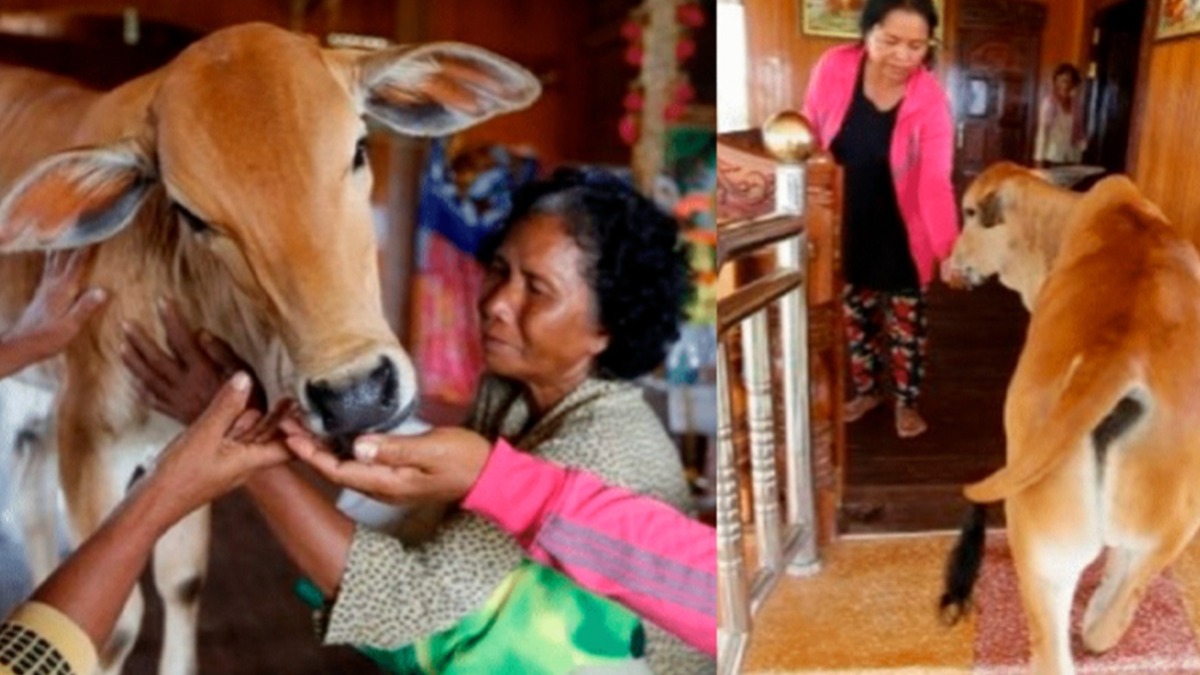 Abuelita se casa con una vaca porque es su esposo reencarnado