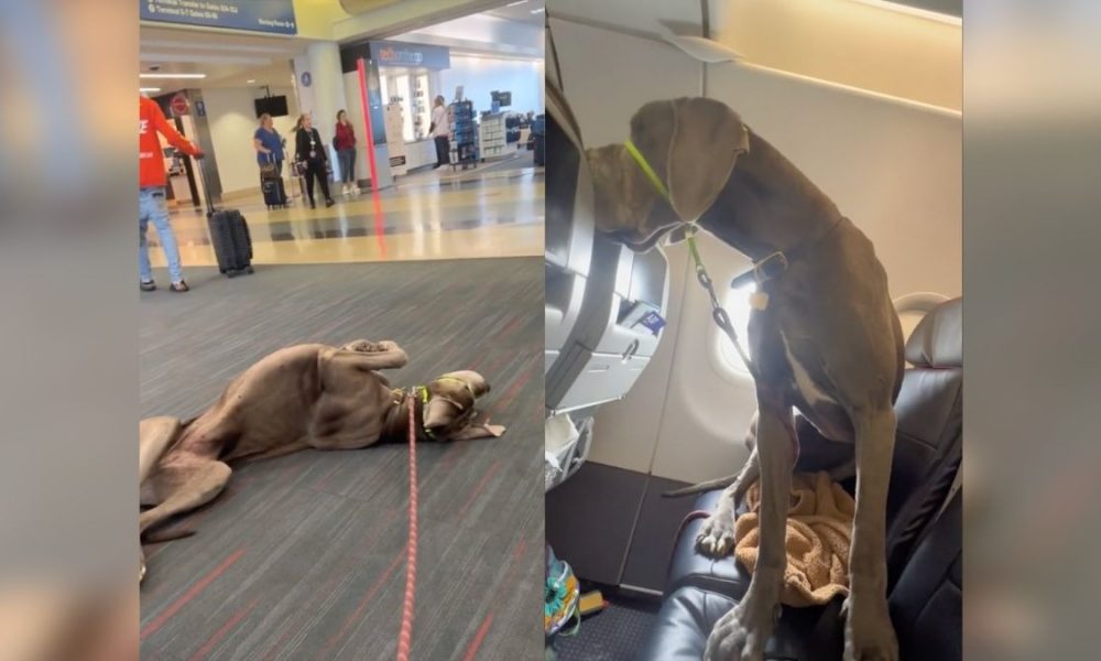 gran danes en el avión