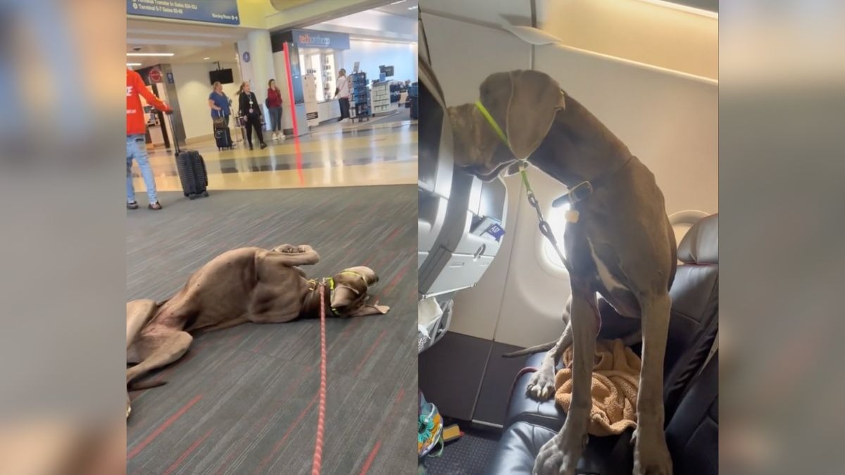 gran danes en el avión