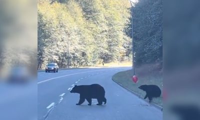 Osos juegan con globo en la carretera